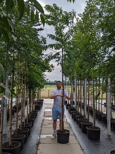 Chinesischer Surenbaum / Chinesischer Surenbaum