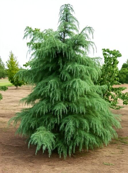 Cedrus deodara (Himalaja-Zeder) 350-400 cm m. Db., immergrüner Nadelbaum mit herabhängenden, weichen Nadeln und kegelförmigem Wuchs