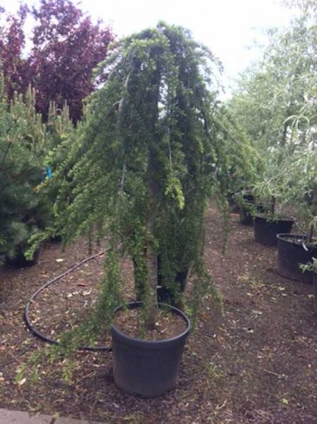 Hänge-Himalaja-Zeder Cedrus deodara 'Pendula', 200–250 cm, C50, im Topf mit überhängenden, grünen Nadelzweigen.