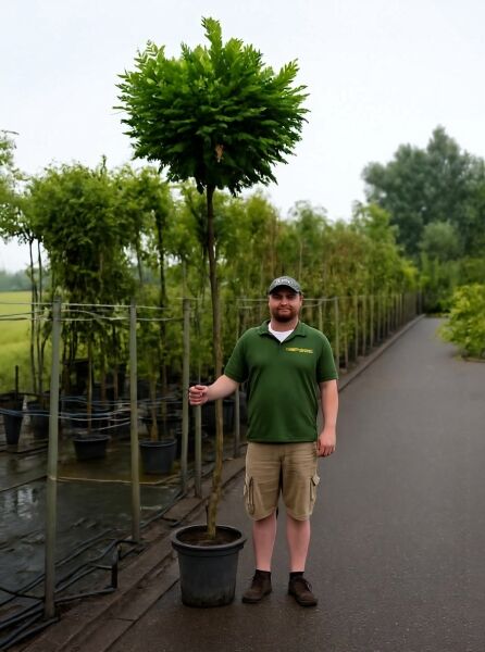 Robinia pseudoacacia 'Umbraculifera' / Kugel-Robinie, Kugel-Akazie, 200 cm Stamm 14-16 StU, im Container mit Kugelkrone