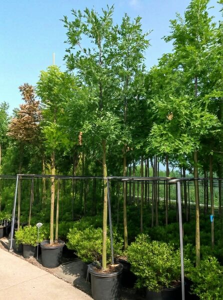 Quercus robur (Stiel-Eiche/Sommer-Eiche) Hochstamm 12-14 StU im Container, Baum mit geradem Stamm und grüner Krone.
