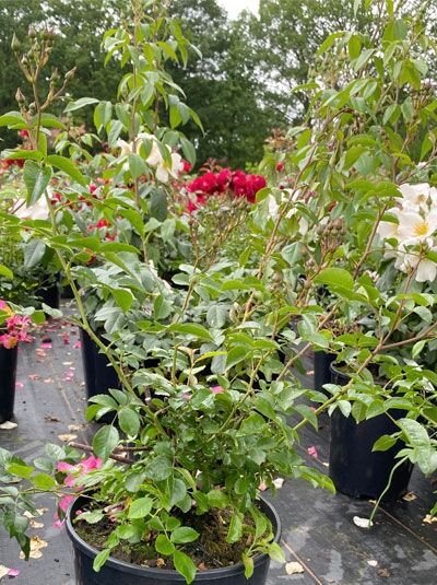 Bodendeckerrose Rosa 'Juanita' C5 im Topf, buschiger Wuchs mit grünem Laub und Knospenansätzen