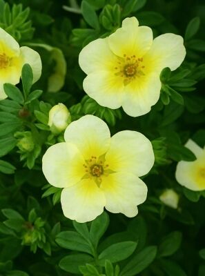 Fingerstrauch / Potentilla gnstig in Top-Baumschulqualitt kaufen