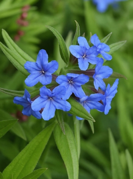 Blauroter Steinsame / Blauroter Steinsame