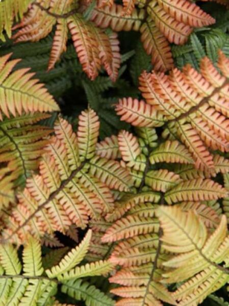 Wurmfarn / Dryopteris lepidopoda