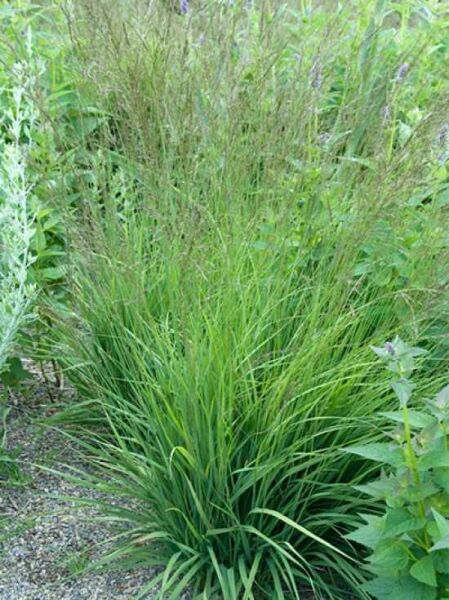 Molinia caerulea 'Poul Petersen' / Kleines Pfeifengras