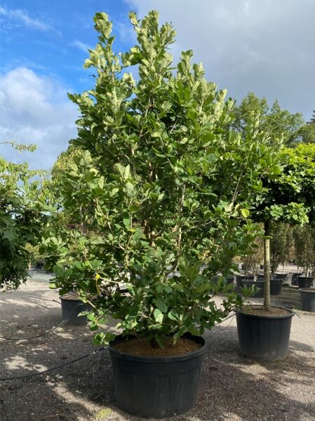 Quercus hickelii 'Maarten' / Hickels Eiche 'Maarten'