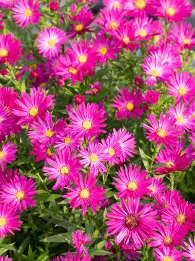 Glattblatt-Aster 'Neron' / Aster novi-belgii 'Neron'