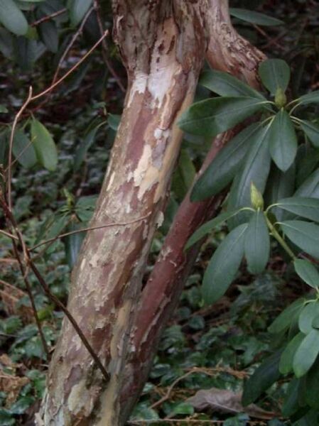 Japanische Zimterle / Clethra barbinervis