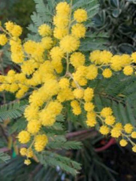 Acacia dealbata 'Bon Accueil' / Silber-Akazie 'Bon Accueil'