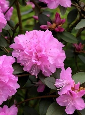Kleinwchsige Rhododendren gnstig in Top-Baumschulqualitt kaufen