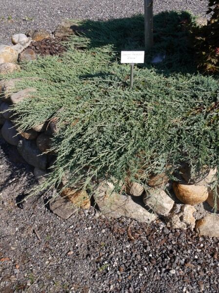 Zwerg-Kriech-Wacholder 'Glacier' / Juniperus horizontalis 'Glacier'