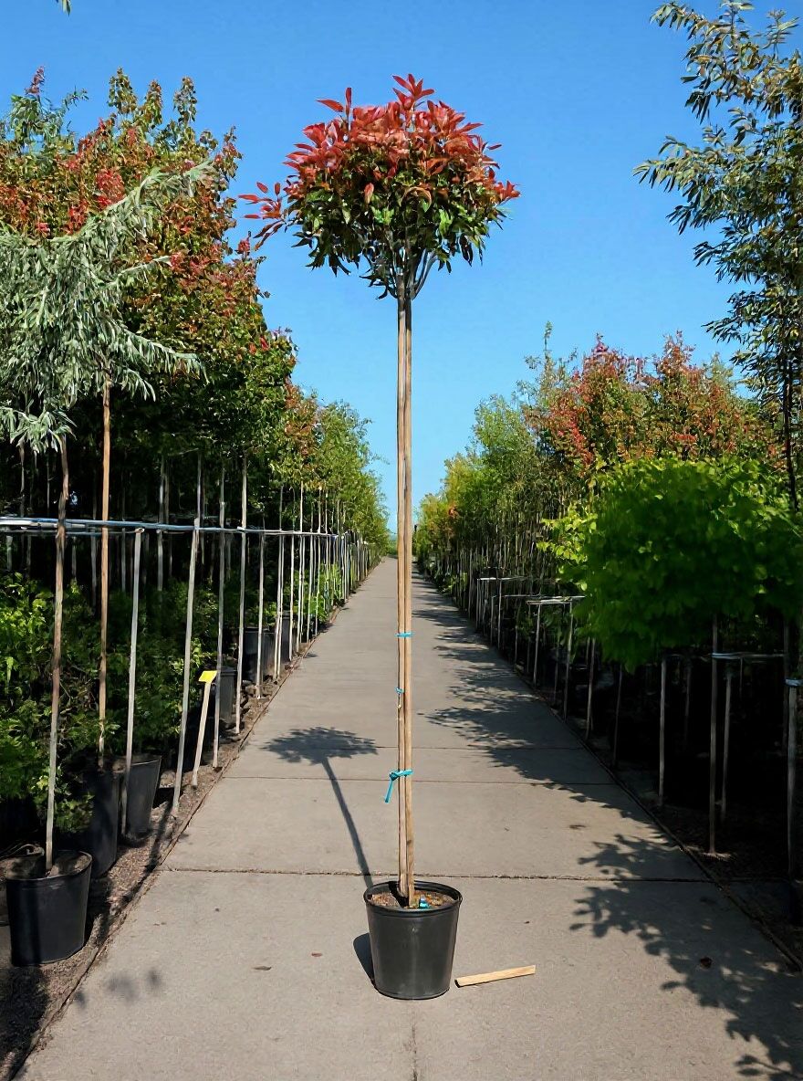 Glanzmispel 'Red Robin' - Photinia fraseri 'Red Robin' - Baumschule  NewGarden