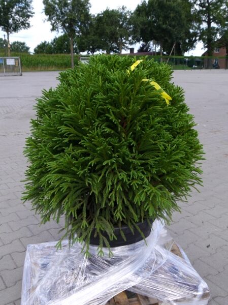 Zwerg-Hahnenkamm-Sicheltanne 'Globosa Nana' / Zwerg-Hahnenkamm-Sicheltanne 'Globosa Nana'