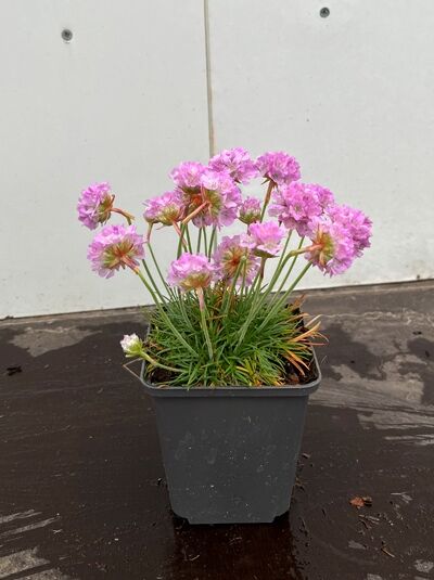 Armeria juniperifolia 'Brno' (Zwerg-Grasnelke 'Brno') im Topf P9, grasartiges Laub und rosa Blütenköpfe auf Stielen