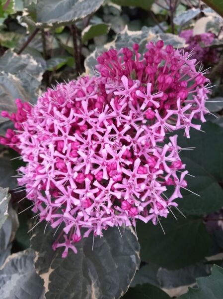 Weißbunter Losbaum 'Pink Diamond' / Weißbunter Losbaum 'Pink Diamond'