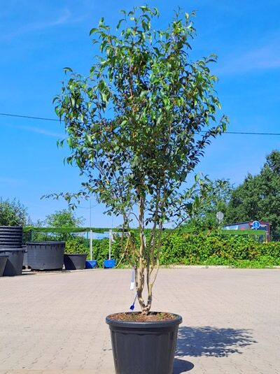 Japanische Scheinkamelie / Sommerkamelie 200-250 cm mehrstämmig / Stewartia pseudocamellia (1577162)
