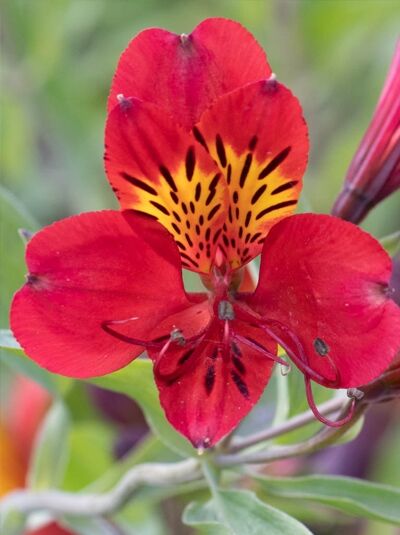 Inkalilie 'Mars' / Alstroemeria cultorum 'Mars'