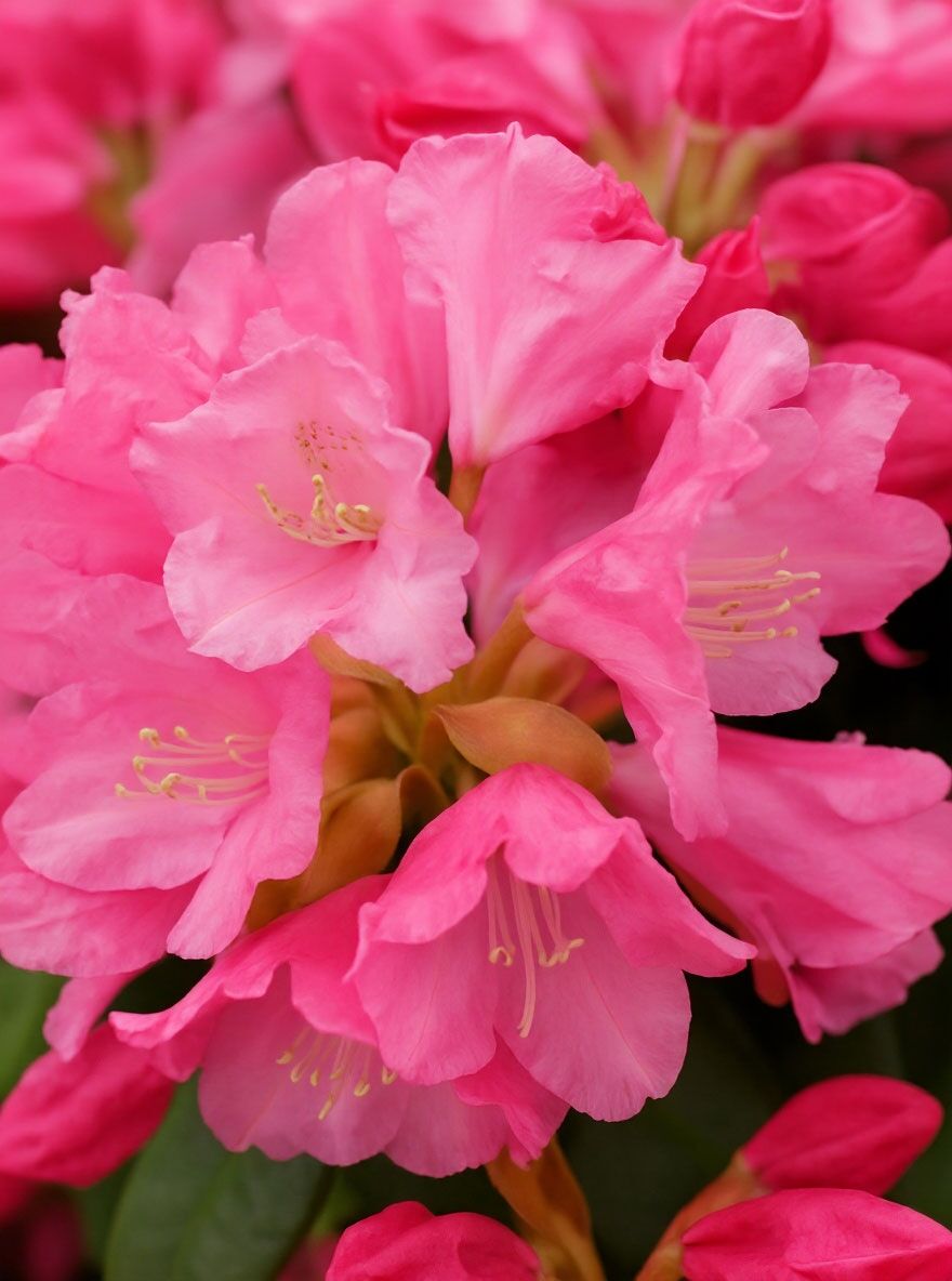 Rhododendron 'Kalinka' - Rhododendron yakushimanum 'Kalinka' - Baumschule  NewGarden