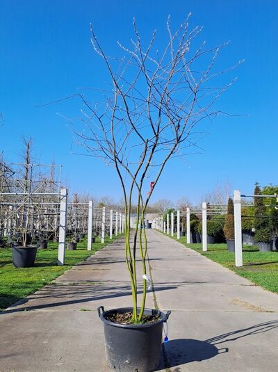Kupfer-Felsenbirne 200 - 250 cm Schirmform / Amelanchier lamarckii (876187)