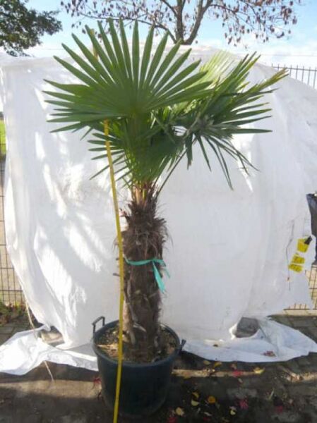 Chinesische Hanfpalme / Chinesische Hanfpalme