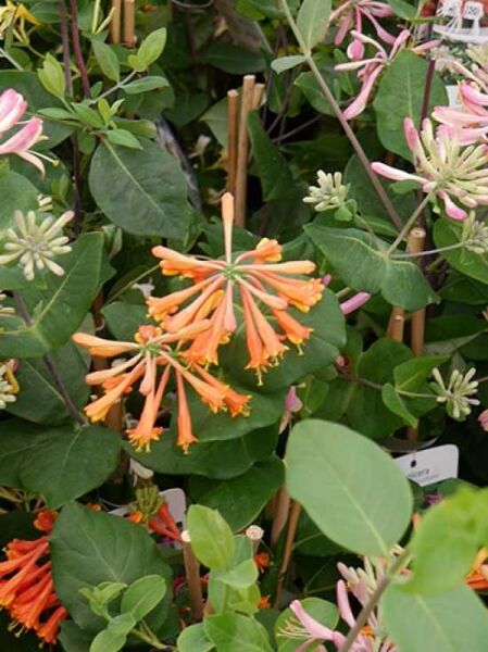 Lonicera heckrottii 'American Beauty' / Geißschlinge 'American Beauty' / Feuer-Geißschlinge