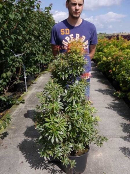 Pieris japonica 'Flaming Silver' / Japanische Lavendelheide 'Flaming Silver' 80-100 cm C20, immergrüner Strauch im Container mit Laubtriebspitzen