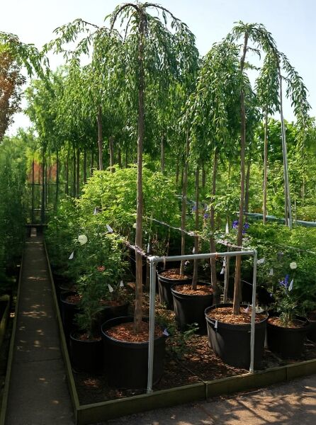 Prunus 'Snow Fountains' / Hänge-Kirsche 'Snow Fountains' Hochstamm 14-16 StU im Container, Baum mit hängender Krone im Topf