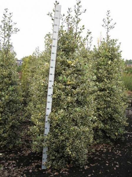 Europäische Stechpalme Ilex aquifolium 'Argentea Marginata', Solitär mit grün-weiß panaschiertem Laub, ca. 200–250 cm hoch.