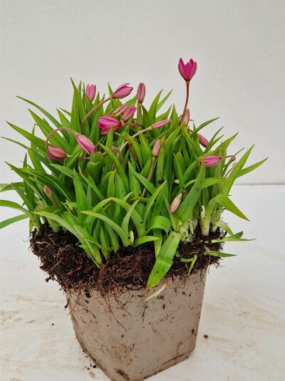 Rhodohypoxis baurii 'Lily Jean' / Grasstern 'Lily Jean' im P9-Topf mit schmalen grünen Blättern und pinken Blütenknospen