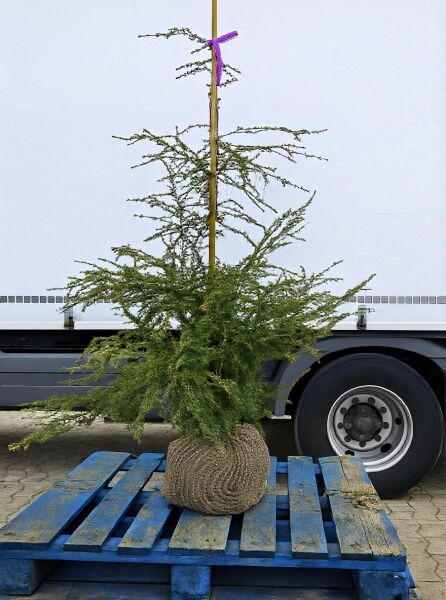 Tsuga heterophylla (Westliche Hemlocktanne) 125–150 cm, Ballenware, schlanker Nadelbaum mit locker überhängenden Zweigen