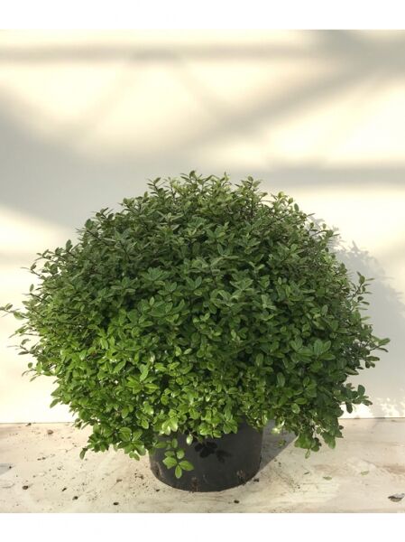 Pittosporum tenuifolium 'Golf Ball' / Schmalblättriger Klebsame 'Golf Ball', rund gewachsener Strauch im Topf, 60–70 cm breit, C20