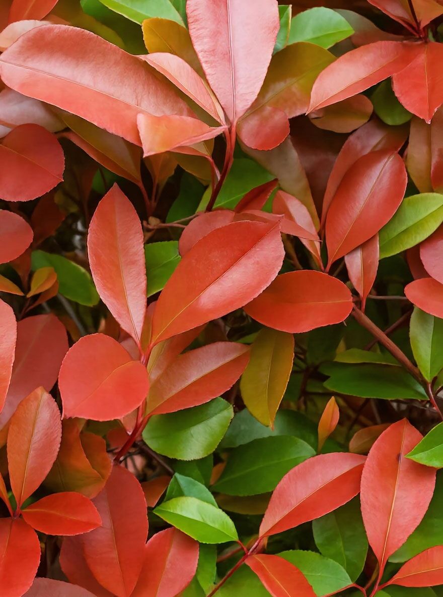 Glanzmispel 'Red Robin' (Hochstamm / Stmmchen) - Photinia fraseri 'Red  Robin'
