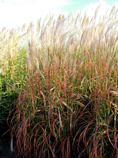 Chinaschilf 'Flammenmeer' / Miscanthus sinensis 'Flammenmeer'