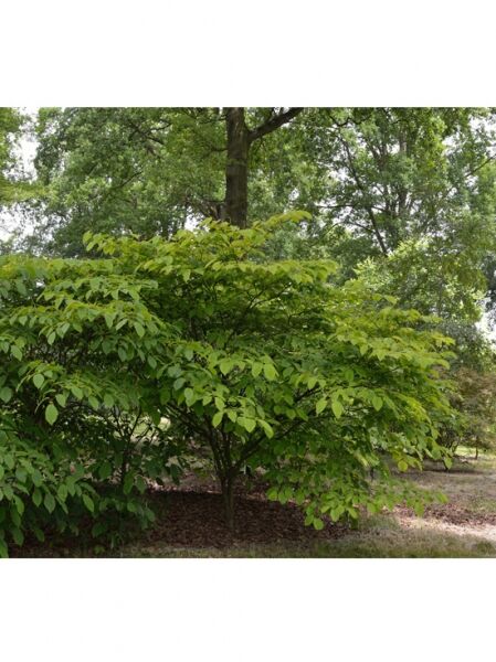 Sapium japonicum / Japanischer Saftbaum / Talgbaum
