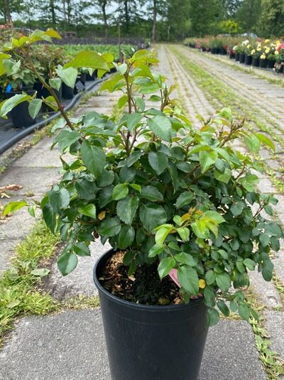 Strauchrose Rosa 'Eyes on Me' ® (C5) im Container, buschiger Wuchs mit grünem Laub und mehreren Trieben.