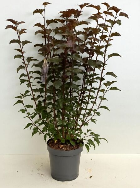 Physocarpus opulifolius 'Lady in Red ®' / Blasenspiere 'Lady in Red' 80-100 cm C12, Strauch im Topf mit rötlichem Laub