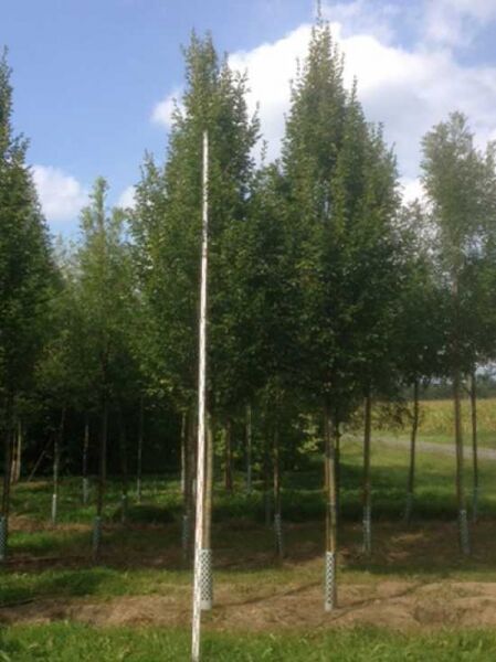 Carpinus betulus 'Fastigiata' (Säulen-Hainbuche) Hochstamm, pyramidenförmige Krone, Stammumfang 25-30 cm, mit Drahtballen.