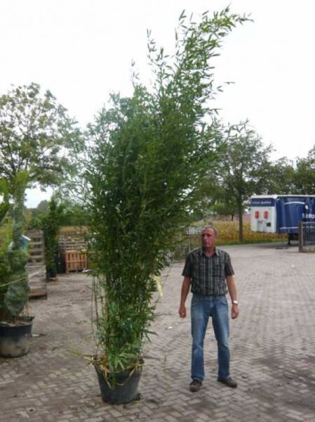 Bisset Bambus 250-300 (C70) Phyllostachys bissetii