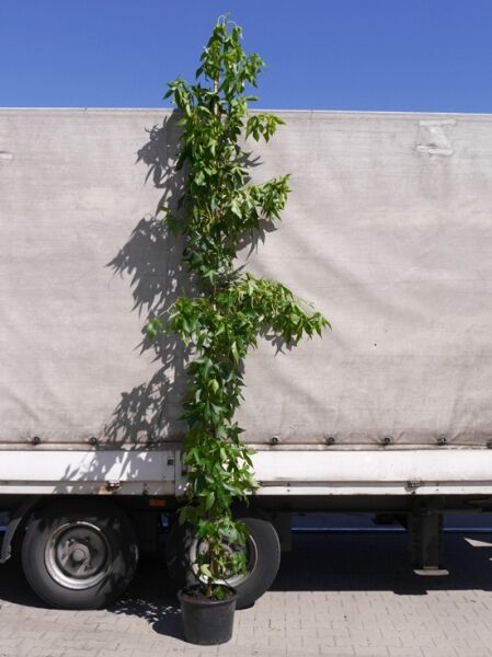 Liquidambar styraciflua 'Slender Silhouette' / Säulen-Amberbaum 'Slender Silhouette' 350-400 cm C50 als schlanker Baum im Topf
