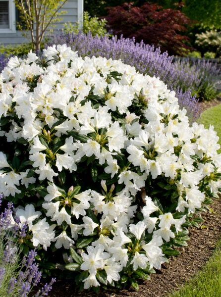 Rhododendron 'Silver Sixpence' - Rhododendron yakushimanum 'Silver Sixpence'