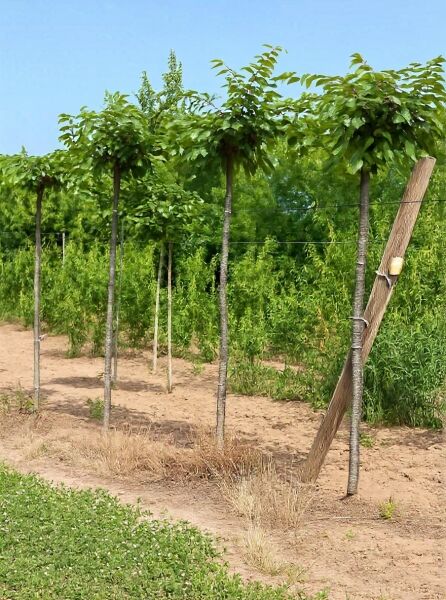 Prunus sargentii (Scharlach-Kirsche) Hochstamm 14-16 StU mit Drahtballen, Baum mit Stamm und grüner Krone im Feld.
