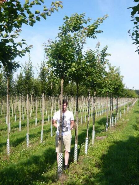 Tilia cordata / Winter-Linde