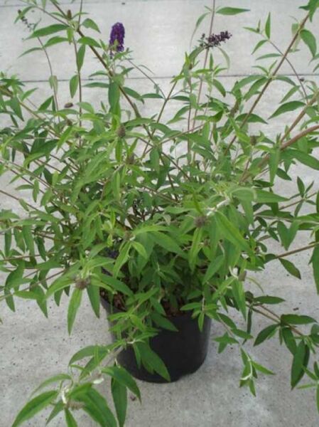 Sommerflieder (Buddleja davidii) 'Black Knight' im Topf, 80–100 cm, C12, grünes Laub mit violetten Blütenrispen.