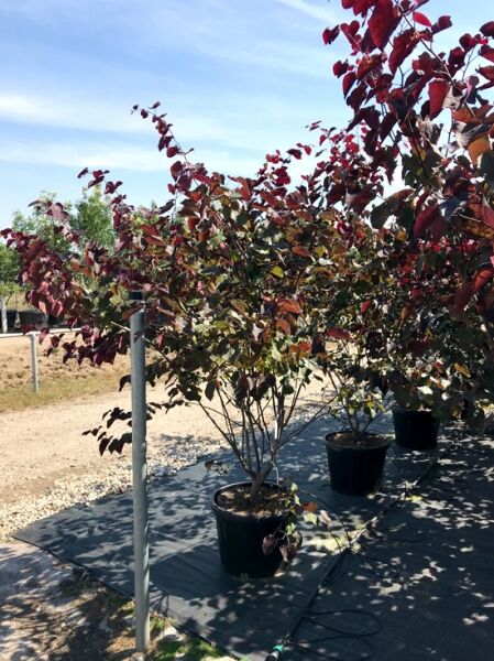 Kanadischer Judasbaum Cercis canadensis 'Red Force', mehrstämmiger Strauch im Container C50, 200–250 cm, mit dunkelrotem Laub.