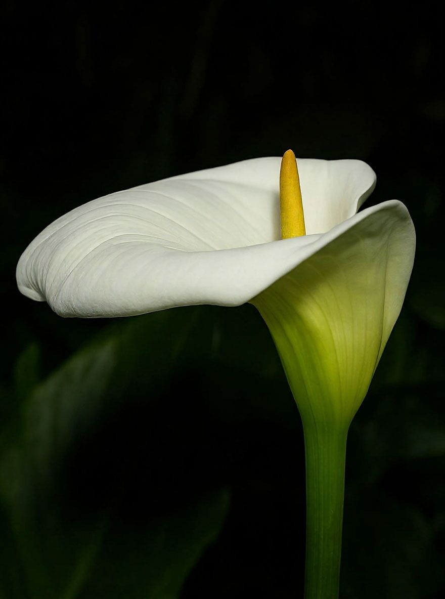 Zimmercalla - Zantedeschia aethiopica - Baumschule NewGarden