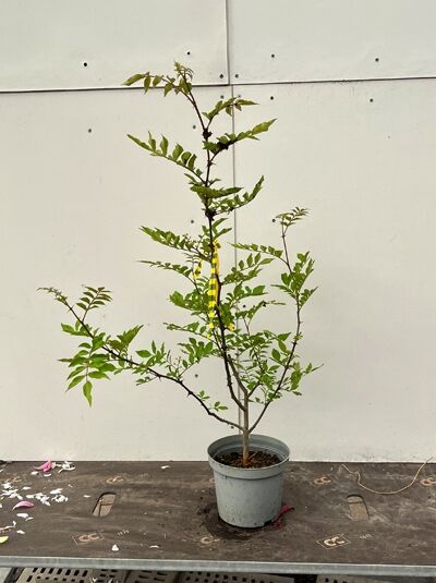 Zanthoxylum simulans / Szechuan Pfeffer, Pflanze im 5-Liter-Topf C5, 60–100 cm hoch, verholzter Stamm mit grünen Blättern