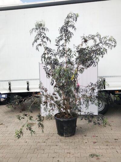 Sambucus nigra 'Black Lace ®' / Rotblättriger Schlitz-Holunder 'Black Lace ®' 200-250 cm im Container (546707)