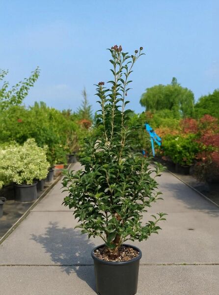 Osmanthus fortunei / Spätsommer-Duftblüte, immergrüner Strauch im Topf, 125-150 cm, Container C35 mit glänzendem Laub.