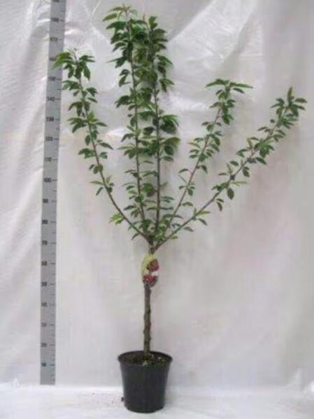 Prunus cerasus 'Morellenfeuer' / Sauerkirsche 'Morellenfeuer' mit 60 cm Stamm, ca. 120–140 cm Gesamthöhe, im Topf (C5)
